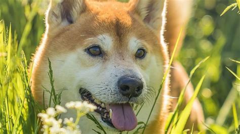 Shiba Inu Caract Re Ducation Sant Guide Complet