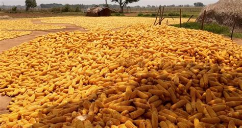 Covid Restrictions No Cheer For Odishas Maize Farmers Despite