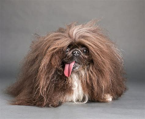 Qual É O Cachorro Mais Feio Do Mundo - Cachorros mais feios do mundo: confira o vencedor do evento