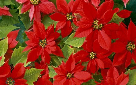 Christmas Poinsettia Wallpapers Top Free Christmas Poinsettia