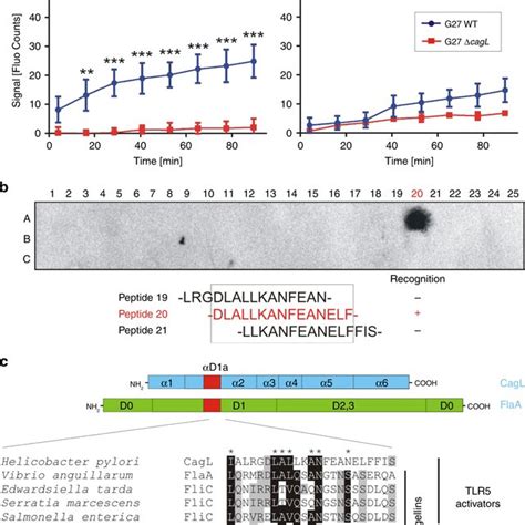 tss pilus protein cagl   pylori interacts   tlr