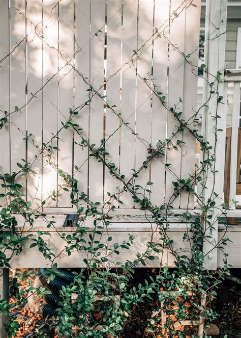 Building a Backyard Path with Chase Freedom Unlimited