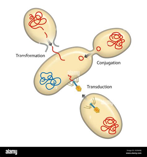 Conjugation Bacteria