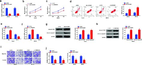 Inhibition Of Linc Represses The Proliferation Migration And