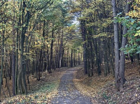 Klosterwald In Heiligenkreuz Nuovo Alternative Bestattung