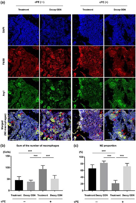 Figure 3 From Suppression Of Nf κb Induced Chronic Inflammation