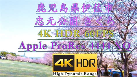 【ドローン撮影4k Hdr 60fps】 さくら名所100選 鹿児島県伊佐市 忠元公園 Youtube