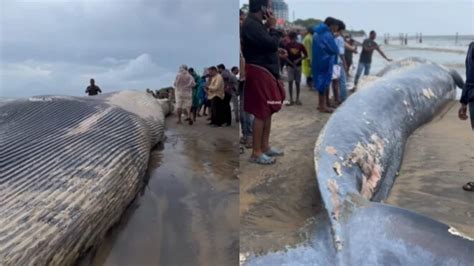 Giant Whale Carcass Washes Up On Kozhikode Beach Watch Trending Hindustan Times