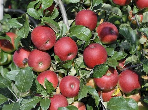 Apple Malus Domestica Jonafree Stock Image C0131699 Science