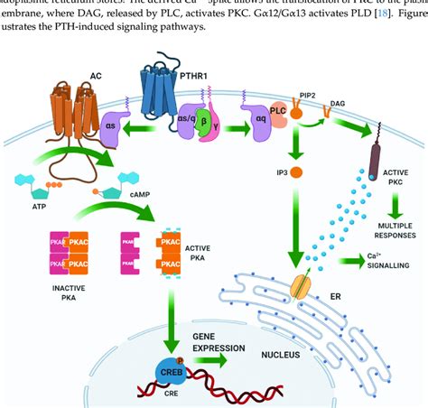 Parathyroid Hormone Mechanism