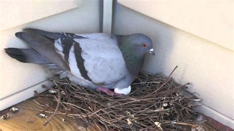 Pegion Nest In Home घर में कबूतर ने बना लिया है घोंसला जानें क्या