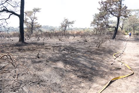 Torrey Pines Area Brush Fire Forces Widespread Evacuations The Epoch