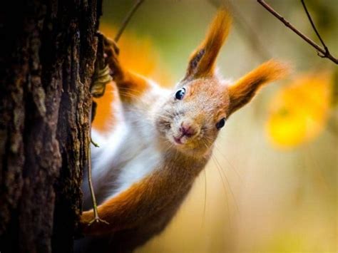 Clever Ways To Keep Pesky Squirrels Off Your Fence