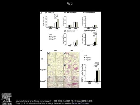 Mice Deficient In The St Gal Gene Product Sialyltransferase