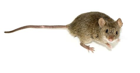 Understanding Sex Reversal In Mice Elife Science Digests Elife