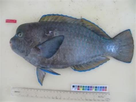 Blue Humphead Parrotfish Information and Picture | Sea Animals