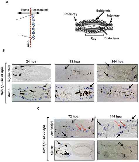 Early proliferating cells contribute to the formation of the new ...