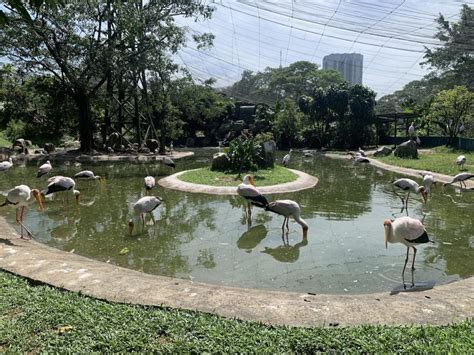 Kuala Lumpur Bird Park Review Your Ultimate Guide Kl With Kids