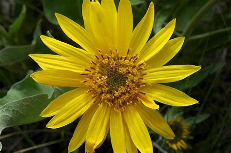 Arrowleaf Balsamroot Photos Diagrams Topos Summitpost