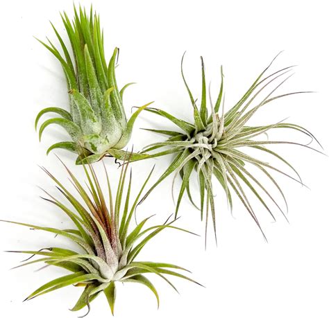 Amazon Ragnaroc Air Plants Tillandsia Ionantha Ionantha