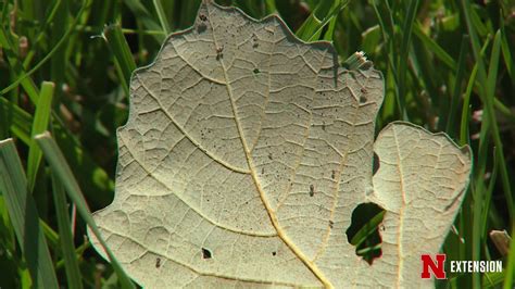 Oak Tree Insect Pests Youtube