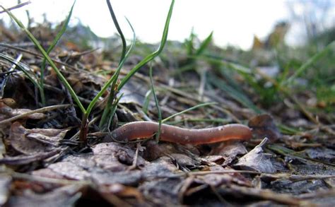 Scientists find why earthworms are so good for the soil