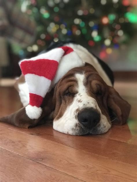 Christmas Basset Hound Basset Puppies, Basset Hound Puppy, Hound ...