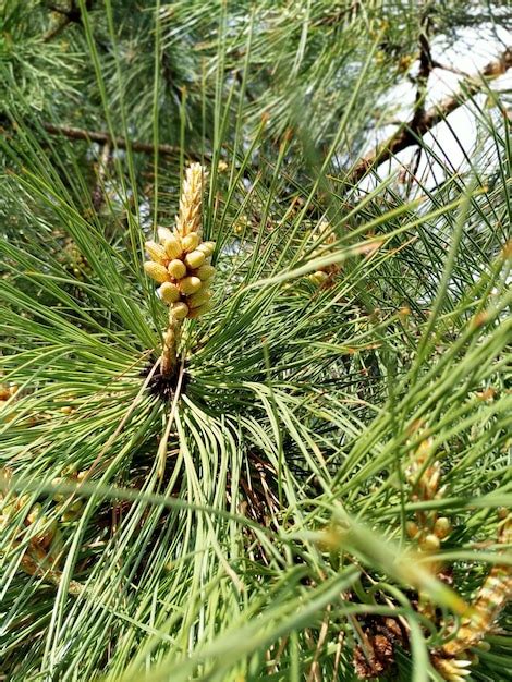 Pino De Racimo Pinus Pinaster Cono Joven Foto Premium