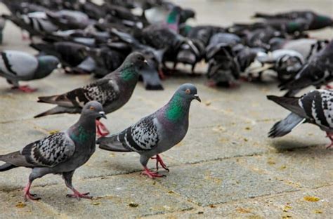 5 Common Sounds And Noises Pigeons Make