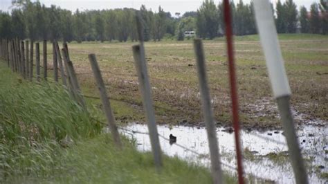 Farmers Weathering Weird Alberta Weather Cbc News