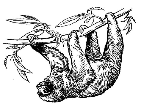 Sloth Clipart In Animal 48 Cliparts