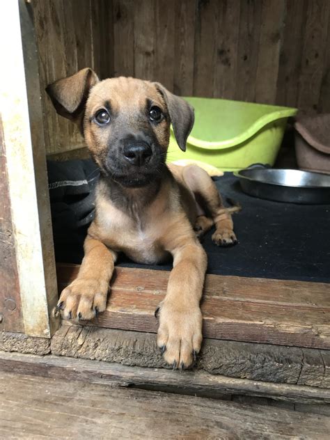 Adoption de Coco Petit chien chien croisé moyen région Normandie