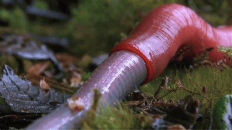 Giant Worm Slurping Leech Filmed For The First Time