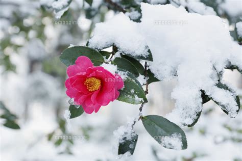 椿 雪 写真 フリー 125861