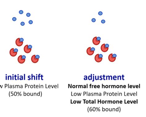 Phys Endocrinology Flashcards Quizlet