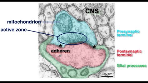 Synaptogenesis_Lecture 11 - YouTube