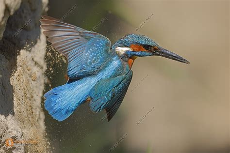 Eisvogel Männchen Bild bestellen Naturbilder bei Wildlife Media