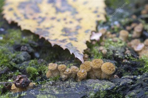 Armillaria Mellea Hongo De Miel En Un Rbol Viejo