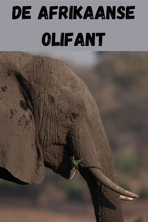 Deze Pin Verwijst Naar Een Blog Over De Prachtige Afrikaanse Olifant