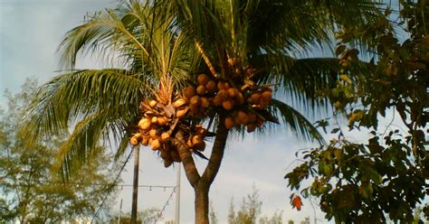 Konsep 70 Gambar Batang Kelapa