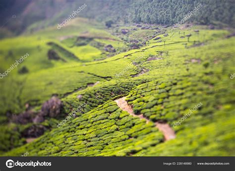 Green Beautiful Tea Plantation India Province Kerala — Stock Photo ...