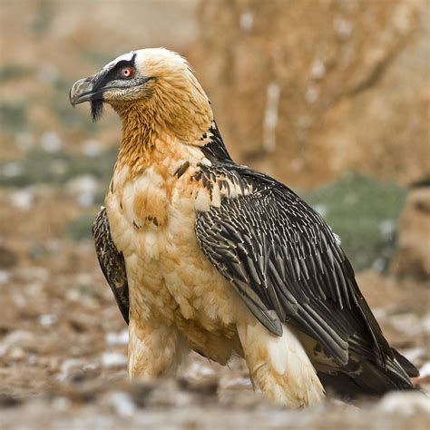 Details Bearded Vulture Birdguides