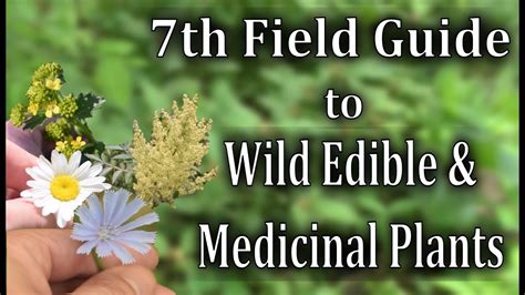 Medicinal Cooking Wild Edibles Field Guide Edible Flowers Medicinal