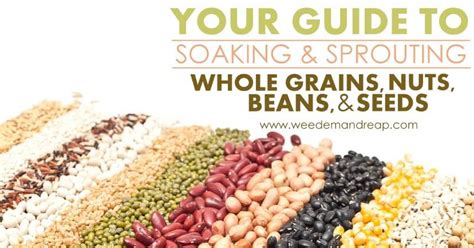 Your Guide To Soaking And Sprouting Whole Grains Beans Nuts And Seeds