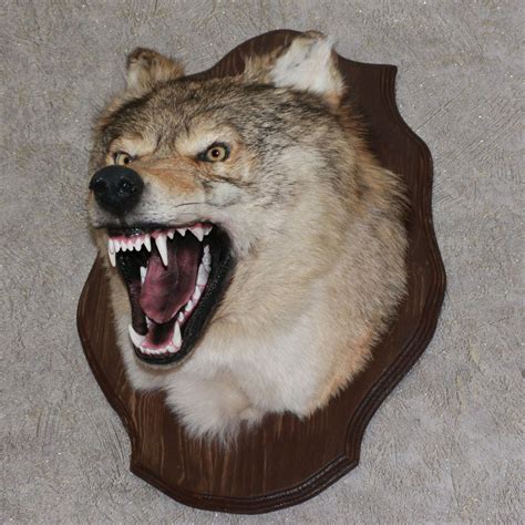 Siberian Grey Wolf Taxidermy Head Shoulder Mount Stuffed Animal For
