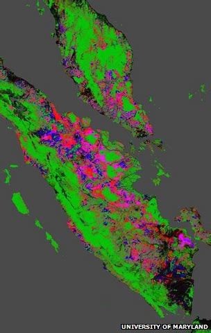 Massive deforestation in Indonesia alarming, study says | Earth ...