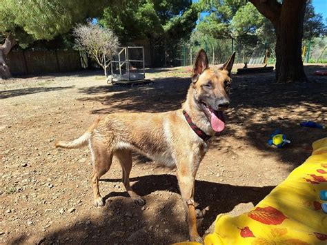 Adoption de Tania hawkeye Indéfinie chien chien croise région