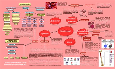 Hematopoyesis Organización Hematopoyesis Las células de la sangre se