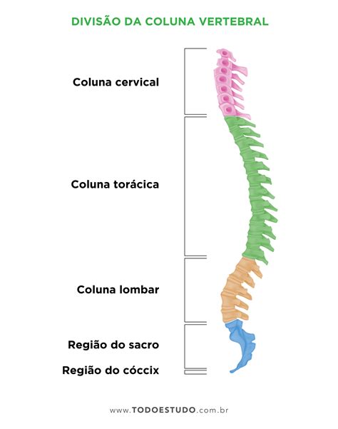 Coluna Vertebral O Que é Quais São As Suas Funções E Como é Dividida