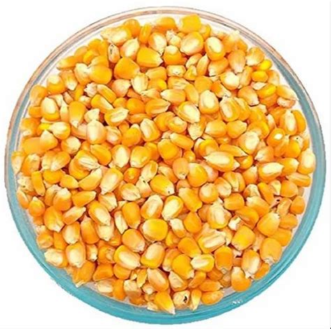 Dried Yellow Maize Seeds For Food Processing Packaging Type Bag At